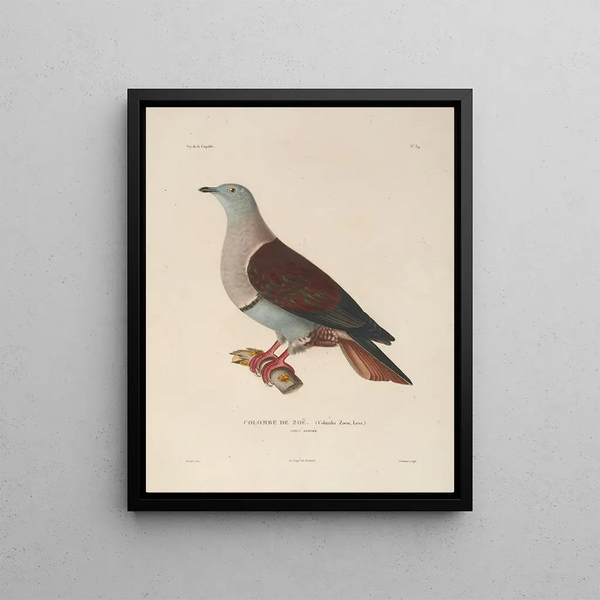 Voyage autour du monde Pl145 - Louis-Isidore Duperrey — framed artwork on a wall
