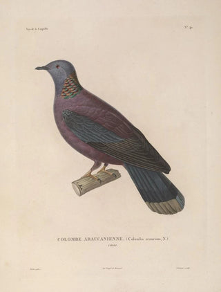 LouisIsidore Duperrey - Voyage autour du monde Pl146.webp