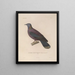 Voyage autour du monde Pl146 - Louis-Isidore Duperrey — framed artwork on a wall