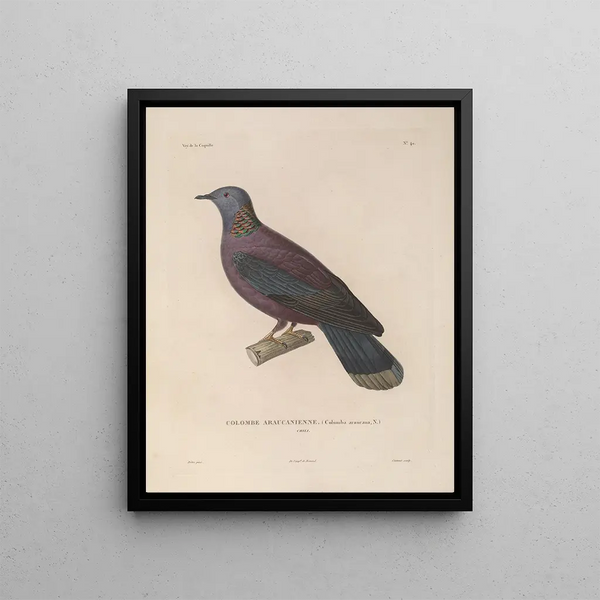 Voyage autour du monde Pl146 - Louis-Isidore Duperrey — framed artwork on a wall