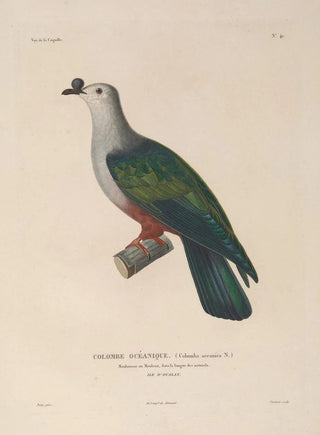 LouisIsidore Duperrey - Voyage autour du monde Pl147.webp