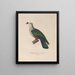 Voyage around the World Pl147 - Louis-Isidore Duperrey — framed artwork on a wall