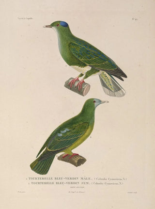 LouisIsidore Duperrey - Voyage autour du monde Pl148.webp