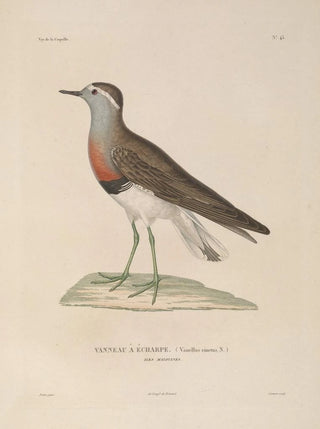 LouisIsidore Duperrey - Voyage autour du monde Pl149.webp