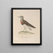 Voyage autour du monde Pl149 - Louis-Isidore Duperrey — framed artwork on a wall