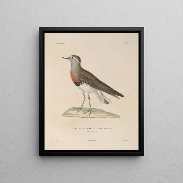 Voyage autour du monde Pl149 - Louis-Isidore Duperrey — framed artwork on a wall