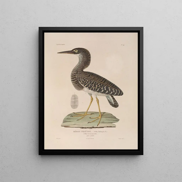 Voyage autour du monde Pl150 - Louis-Isidore Duperrey — framed artwork on a wall