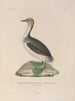 Voyage around the World Pl151 - Louis-Isidore Duperrey — artwork view
