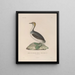 Voyage around the World Pl151 - Louis-Isidore Duperrey — framed artwork on a wall