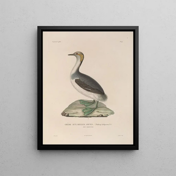 Voyage around the World Pl151 - Louis-Isidore Duperrey — framed artwork on a wall