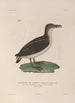 Voyage autour du monde Pl152 - Louis-Isidore Duperrey — artwork view