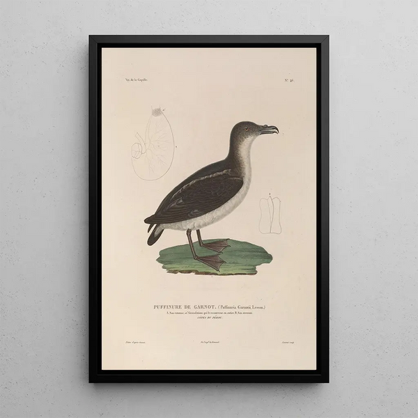 Voyage autour du monde Pl152 - Louis-Isidore Duperrey — framed artwork on a wall