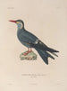 Voyage autour du monde Pl153 - Louis-Isidore Duperrey — artwork view