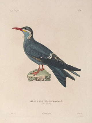 LouisIsidore Duperrey - Voyage autour du monde Pl153.webp