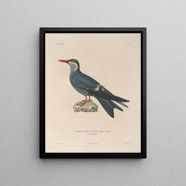 Voyage autour du monde Pl153 - Louis-Isidore Duperrey — framed artwork on a wall