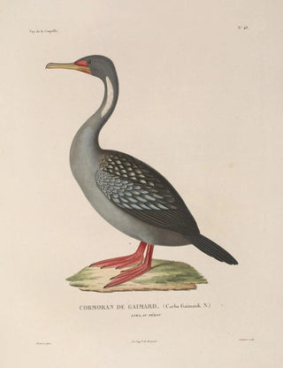LouisIsidore Duperrey - Voyage autour du monde Pl154.webp
