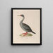 Voyage autour du monde Pl154 - Louis-Isidore Duperrey — framed artwork on a wall