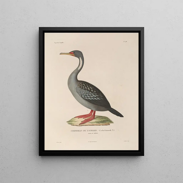 Voyage autour du monde Pl154 - Louis-Isidore Duperrey — framed artwork on a wall