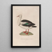 Voyage around the World Pl155 - Louis-Isidore Duperrey — framed artwork on a wall