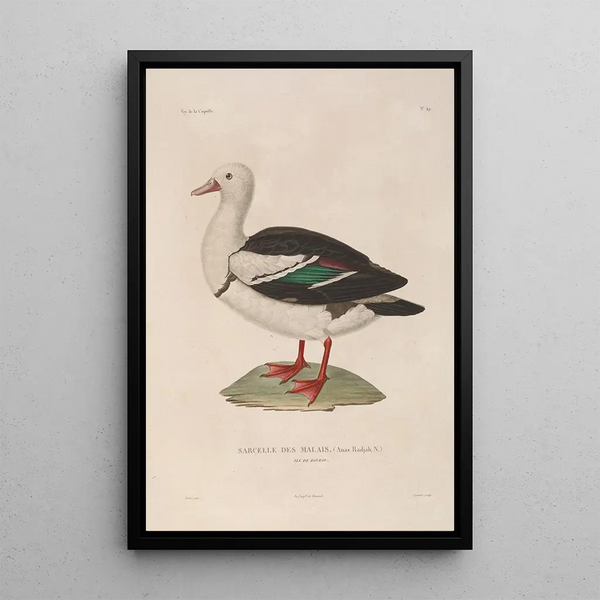 Voyage around the World Pl155 - Louis-Isidore Duperrey — framed artwork on a wall