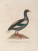 Voyage around the World Pl156 - Louis-Isidore Duperrey — artwork view