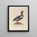 Voyage around the World Pl156 - Louis-Isidore Duperrey — framed artwork on a wall