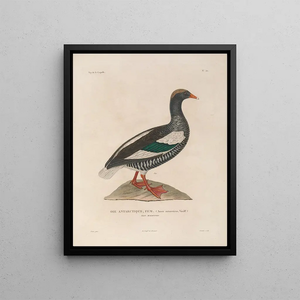 Voyage around the World Pl156 - Louis-Isidore Duperrey — framed artwork on a wall