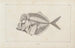 Recherches sur les poissons fossiles Pl001 - Louis Agassiz — artwork view