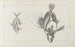 Recherches sur les poissons fossiles Pl002 - Louis Agassiz — artwork view