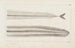 Recherches sur les poissons fossiles Pl005 - Louis Agassiz — artwork view