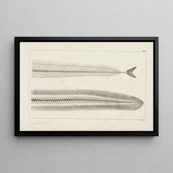 Recherches sur les poissons fossiles Pl005 - Louis Agassiz — framed artwork on a wall