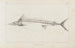Recherches sur les poissons fossiles Pl006 - Louis Agassiz — artwork view