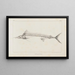 Recherches sur les poissons fossiles Pl006 - Louis Agassiz — framed artwork on a wall