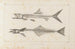 Recherches sur les poissons fossiles Pl008 - Louis Agassiz — artwork view