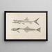 Recherches sur les poissons fossiles Pl008 - Louis Agassiz — framed artwork on a wall