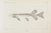 Recherches sur les poissons fossiles Pl010 - Louis Agassiz — artwork view