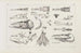 Recherches sur les poissons fossiles Pl011 - Louis Agassiz — artwork view