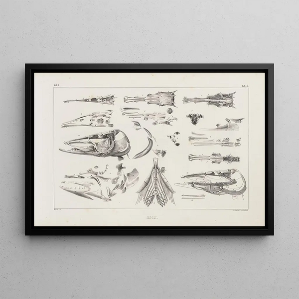 Recherches sur les poissons fossiles Pl011 - Louis Agassiz — framed artwork on a wall
