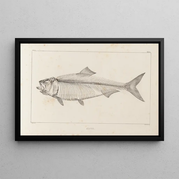 Recherches sur les poissons fossiles Pl012 - Louis Agassiz — framed artwork on a wall