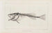 Recherches sur les Poissons Fossiles Pl013 - Louis Agassiz — artwork view