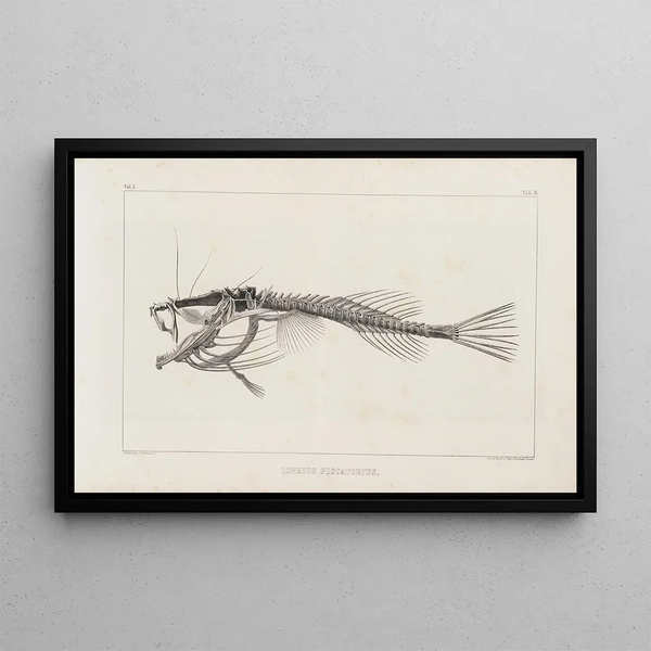 Recherches sur les Poissons Fossiles Pl013 - Louis Agassiz — framed artwork on a wall
