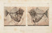 Recherches sur les poissons fossiles, pl. 015 - Louis Agassiz — artwork view