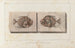 Recherches sur les poissons fossiles Pl016 - Louis Agassiz — artwork view