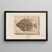 Recherches sur les poissons fossiles Pl017 - Louis Agassiz — framed artwork on a wall