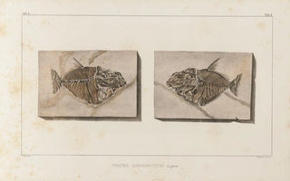 Recherches sur les poissons fossiles Pl018 - Louis Agassiz — artwork view