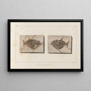 Recherches sur les poissons fossiles Pl018 - Louis Agassiz — framed artwork on a wall