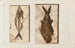 Recherches sur les Poissons Fossiles Pl022 - Louis Agassiz — artwork view