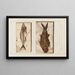 Recherches sur les Poissons Fossiles Pl022 - Louis Agassiz — framed artwork on a wall