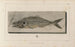 Recherches sur les poissons fossiles Pl024 - Louis Agassiz — artwork view