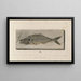 Recherches sur les poissons fossiles Pl024 - Louis Agassiz — framed artwork on a wall